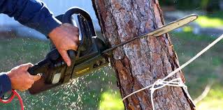 Reliable Corning, CA Tree Removal Solutions